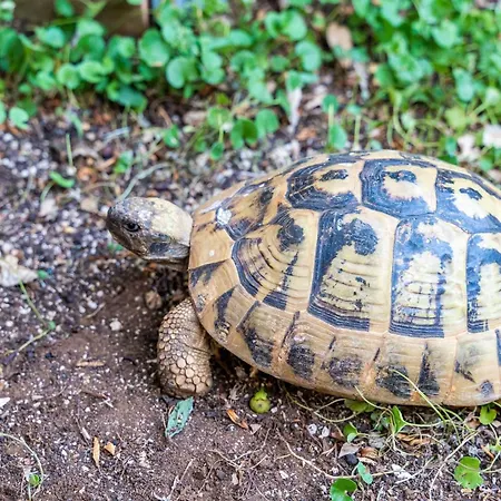 公寓 Matej - One Bedroom Rtava S Dakse 杜布罗夫尼克