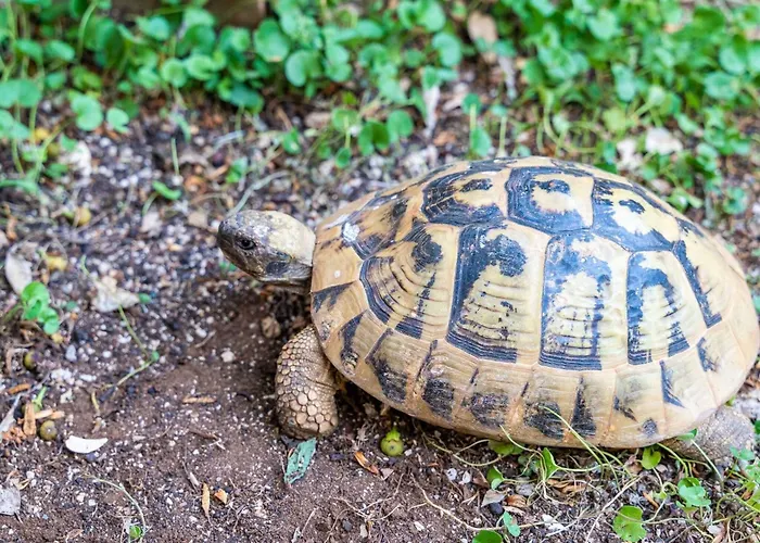 Apartman Matej - One Bedroom Rtava S Dakse Dubrovnik