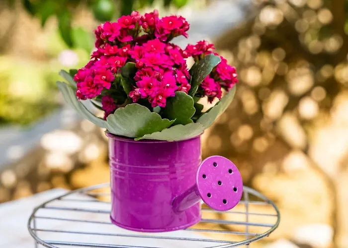 Matej - One Bedroom Rtava S Dakse * דוברובניק